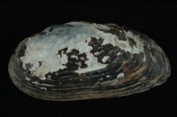 藏品(石蚌)的圖片